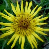 Sumnjiva kozja brada: fotografija i opis